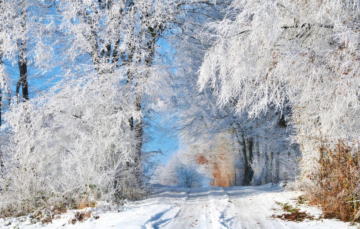 snow covered trees during daytime