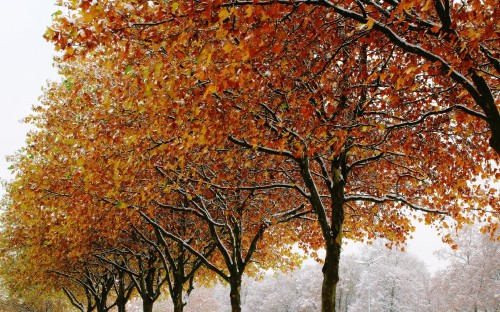 Image orange and yellow leaves on tree