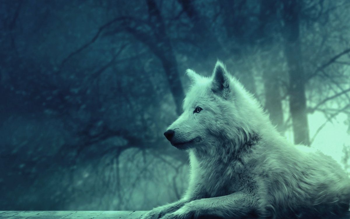 Loup Blanc Sur Sol Couvert de Neige. Wallpaper in 1920x1200 Resolution