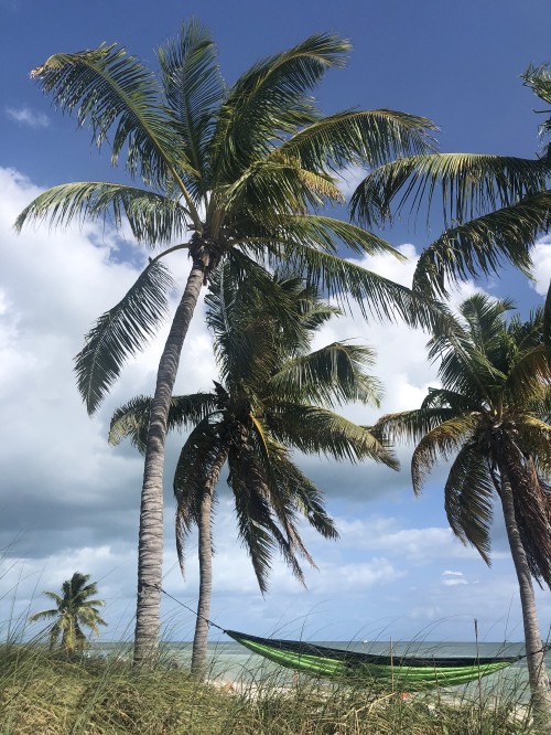 Image coconut, Plants, Babassu, nature, tree