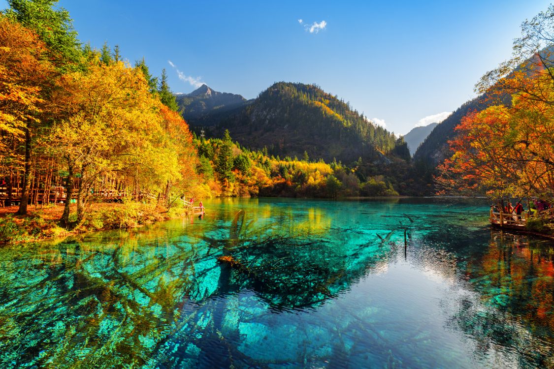 green trees near lake under blue sky during daytime