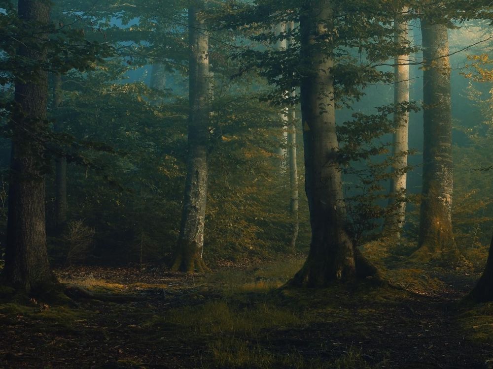 green trees on forest during daytime