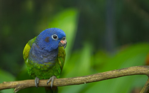 Image blue and green bird on brown wooden stick