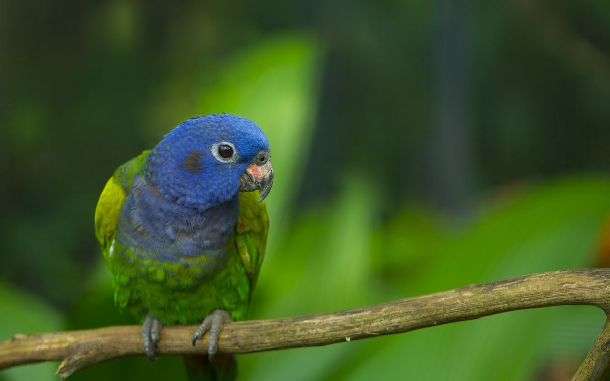 blue and green bird on brown wooden stick