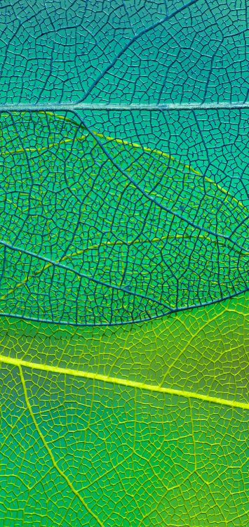 Aqua, Simetría, Patrón, Planta Terrestre, Artes Creativas. Wallpaper in 1420x3000 Resolution