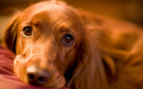 Image brown short coated dog lying on brown wooden floor