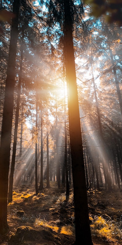 Image nature, circuit de spa-francorchamps, tree, francorchamps, atmosphere