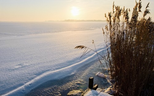 Image brown grass on snow covered ground during daytime