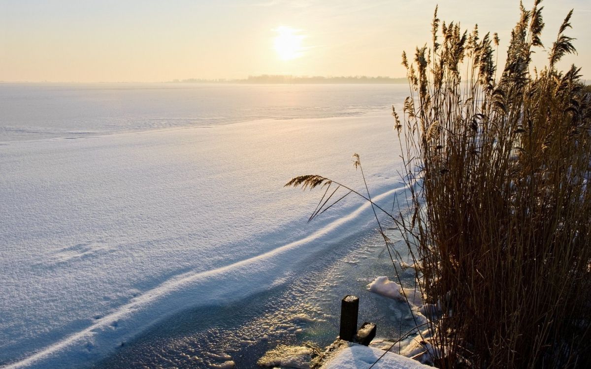 brown grass on snow covered ground during daytime