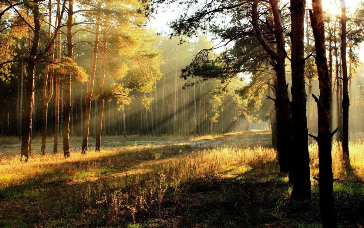 森林, 阳光, 性质, 林地, 早上 壁纸 2560x1600 允许