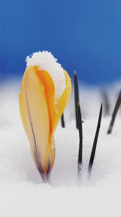 Crocus, Azafrán de Nieve, Azafrán de Primavera, Nieve, Pétalo. Wallpaper in 1080x1920 Resolution