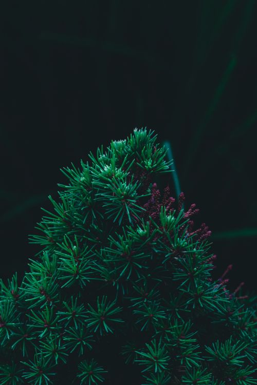 Pin, Sapin, Green, Arbre de Noël, Feuille. Wallpaper in 3840x5760 Resolution