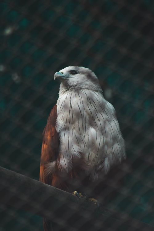 Brauner Und Weißer Vogel Auf Schwarzem Metallzaun. Wallpaper in 4000x6000 Resolution