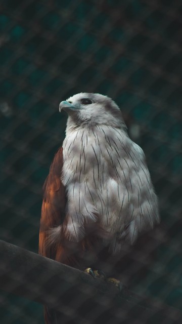 Image brown and white bird on black metal fence