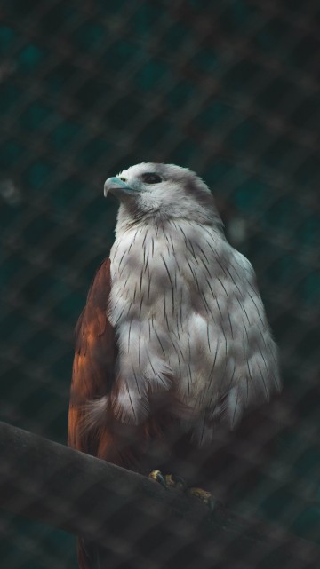 Image brown and white bird on black metal fence
