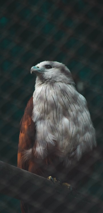 Image brown and white bird on black metal fence