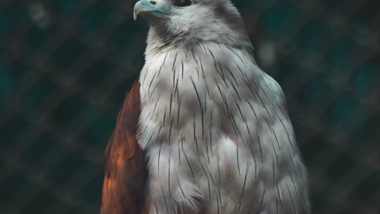 Image brown and white bird on black metal fence
