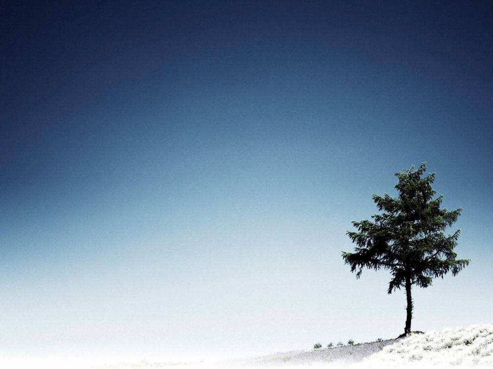 Árbol Verde en Campo Cubierto de Nieve Blanca Bajo un Cielo Azul Durante el Día. Wallpaper in 1920x1440 Resolution