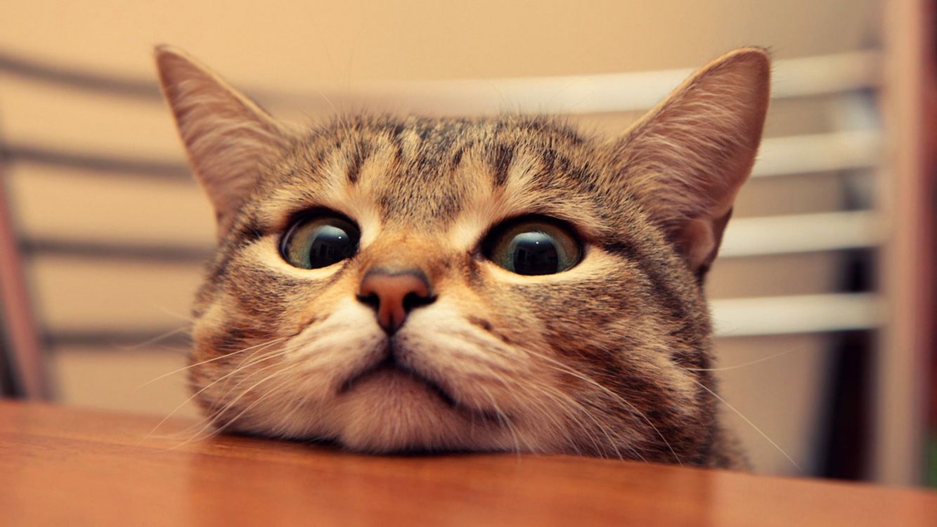 Les Fonds D Ecran Chat Chaton La Gentillesse Tete Felidae Les Images Et Les Photos Gratuits