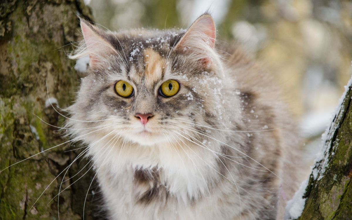 胡须, 西伯利亚的猫, 缅因, 挪威森林猫, 爱琴的猫 壁纸 2560x1600 允许