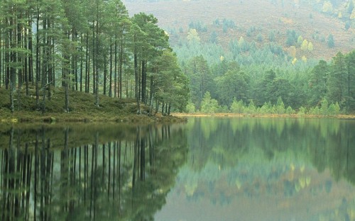 Image green trees beside lake during daytime