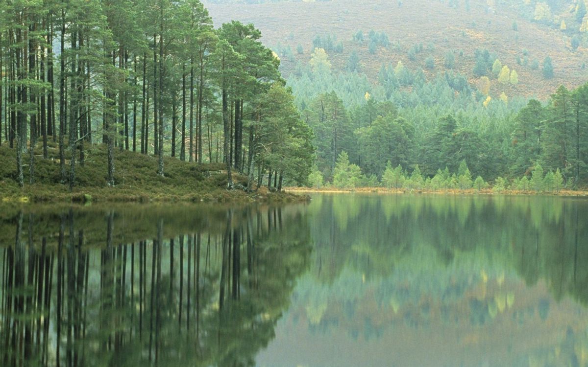 Arbres Verts au Bord du Lac Pendant la Journée. Wallpaper in 2560x1600 Resolution