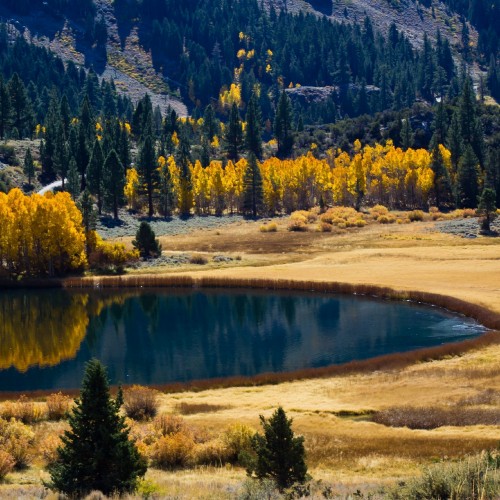 Image green trees near lake during daytime