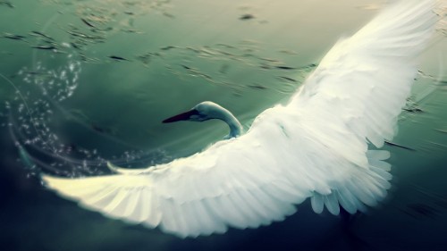 Image white bird flying over body of water during daytime