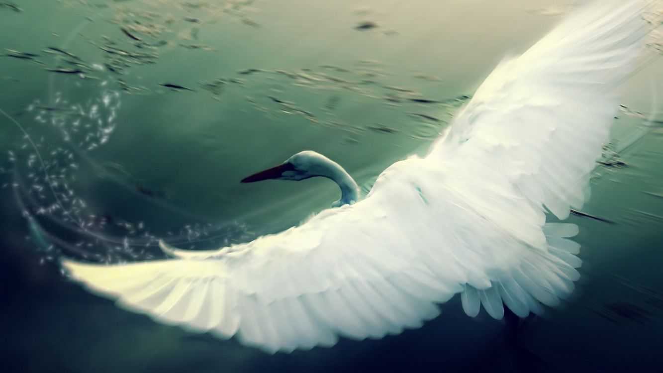 white bird flying over body of water during daytime