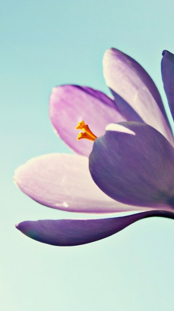 Image purple and yellow flower in close up photography
