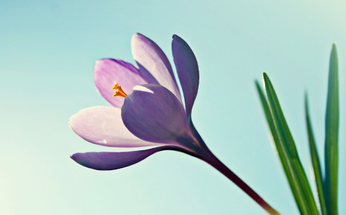 Image purple and yellow flower in close up photography