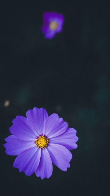 Image purple flower in tilt shift lens
