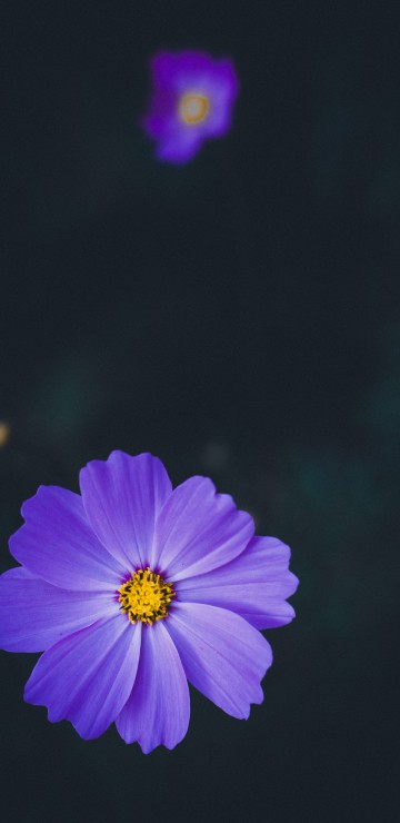 Image purple flower in tilt shift lens