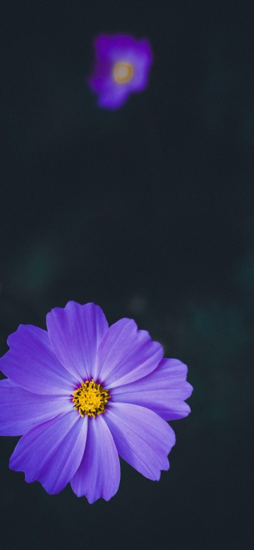 Image purple flower in tilt shift lens
