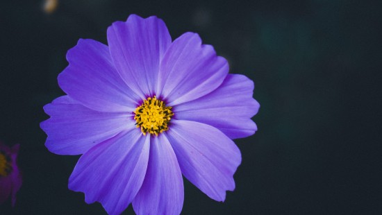 Image purple flower in tilt shift lens