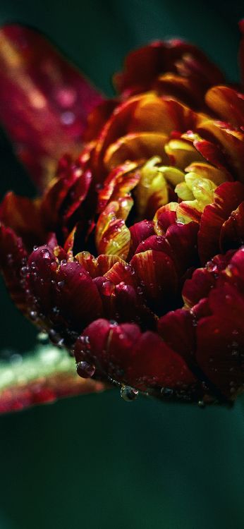 Pétalo, Agua, Tulip, de Cerca. Wallpaper in 1080x2340 Resolution