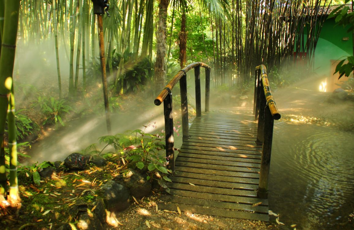 brown wooden bridge in the woods