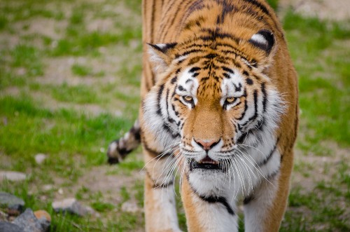 Image tiger walking on green grass during daytime