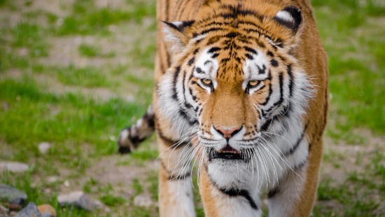 Image tiger walking on green grass during daytime