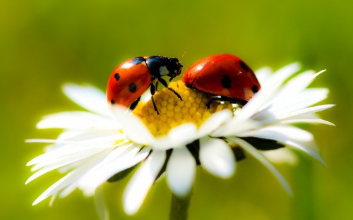 Image red ladybug perched on white daisy in close up photography during daytime