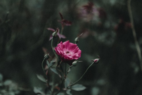 Image pink rose in bloom during daytime