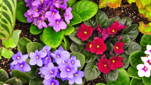 Image purple flowers with green leaves