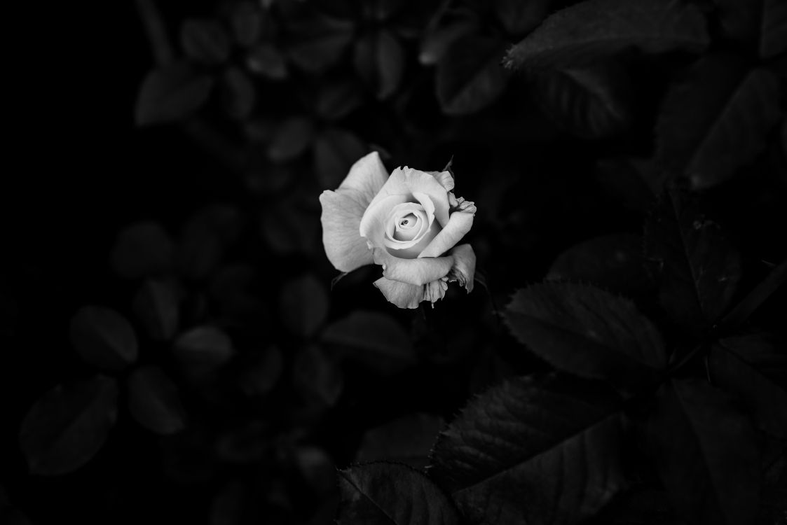 grayscale photo of rose flower