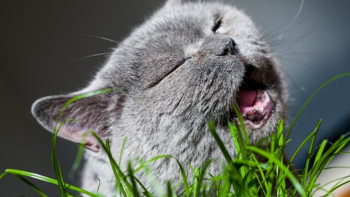 Image russian blue cat lying on green grass