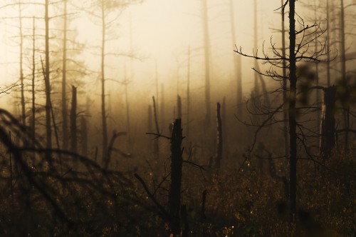 Image leafless tree in the forest