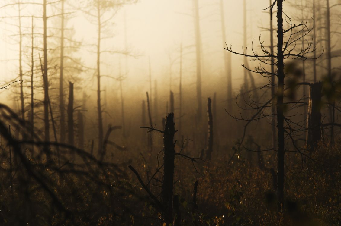 leafless tree in the forest