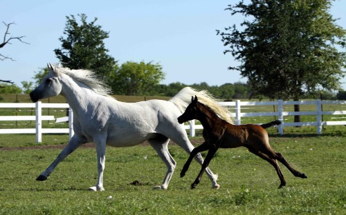 Image white horse running on green grass field during daytime