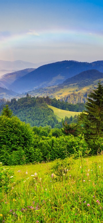 草地上壁纸iphone Xs Max 草地上高清图片 1242x26 免费下载图片