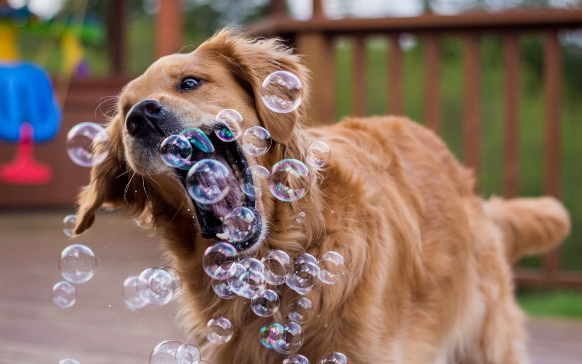 brown long coated dog with bubbles