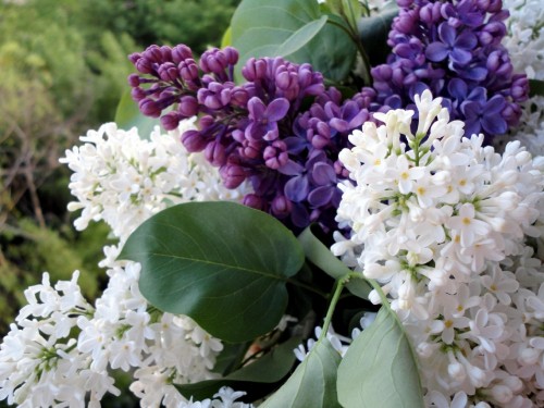 Image white and purple flowers with green leaves